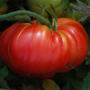 Tomato Scarlet Pumpkin - Ferme de Sainte Marthe seeds