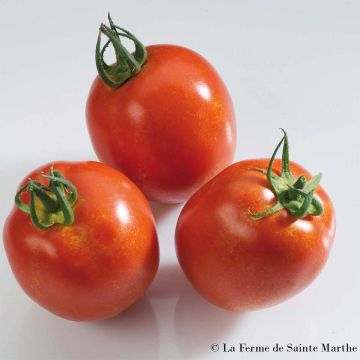 Rio Grande Untreated Tomato - Ferme de Sainte Marthe seeds