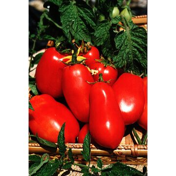 Roma VF Tomato - Paste tomato