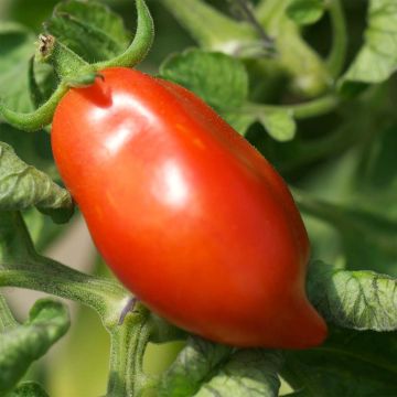 Roma VF Organic Tomato - Ferme de Sainte Marthe seeds