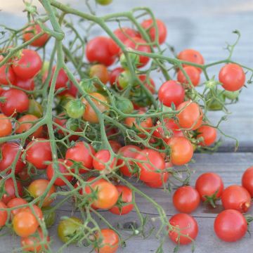 Rose Quartz Multiflora Organic Tomato - Ferme de Sainte Marthe seeds