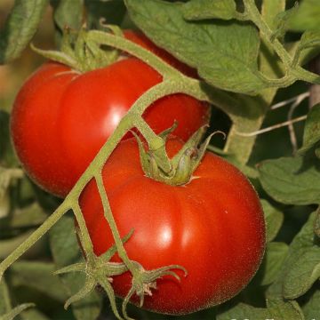 Saint Pierre Organic Tomato - Ferme de Sainte Marthe seeds