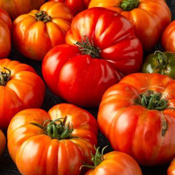 Tomate Delizia F1 - type Marmande