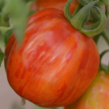Striped Stuffer Organic Tomato - Ferme de Sainte Marthe seeds