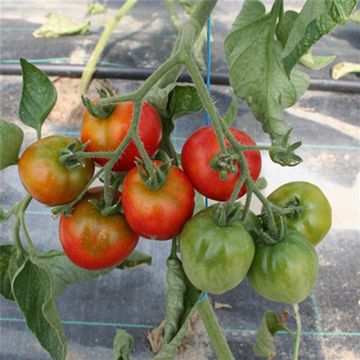 Stupice Untreated Tomato - Ferme de Sainte Marthe seeds