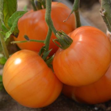 Summer Cider Organic Tomato - Ferme de Sainte Marthe seeds