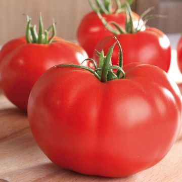 Tomato Supersteak F1 - Grafted tomato plants