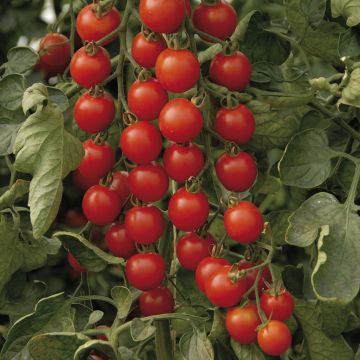 Tomato Supersweet 100 F1