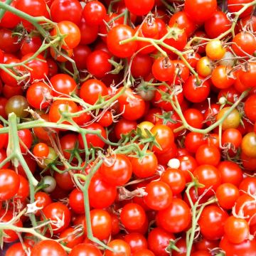 Sweet Million F1 Tomato - Cherry Tomato