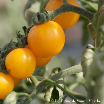 Tangerine Organic Tomato - Ferme de Sainte Marthe seeds