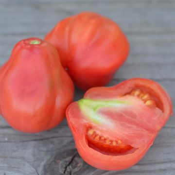 Tlacolula Pink Organic Tomato - Ferme de Sainte Marthe seeds
