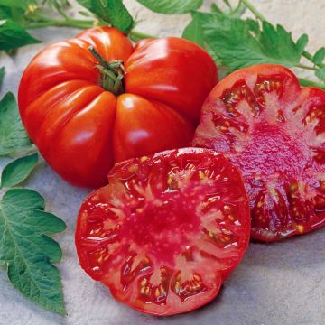 Early-season Marmande Tomato