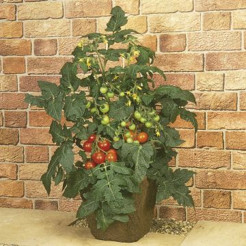 Tomato Totem F1