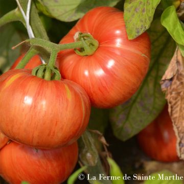 Vintage Wine Organic Tomato - Ferme de Sainte Marthe seeds
