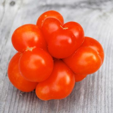 Voyage Organic Tomato - Ferme de Sainte Marthe seeds