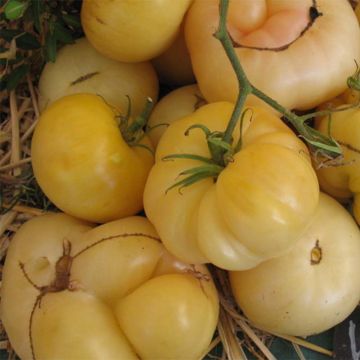 White Wonder Organic Tomato - Ferme de Sainte Marthe seeds