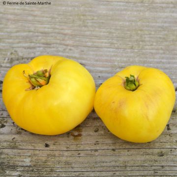 Tomato Yellow 1884 Pinkheart - Ferme de Sainte Marthe seeds