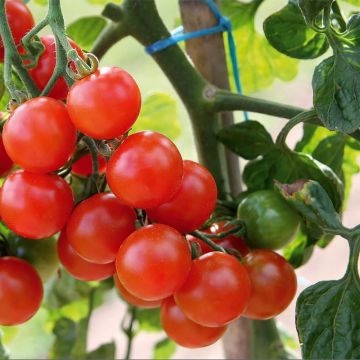 Tomato Cherry Tomato Gusta Mini Red Plant