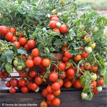 Solanum lycopersicum 'Maskotka'