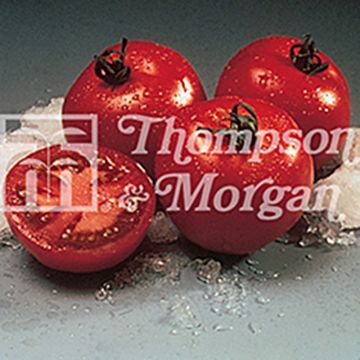 Tomato Cristal