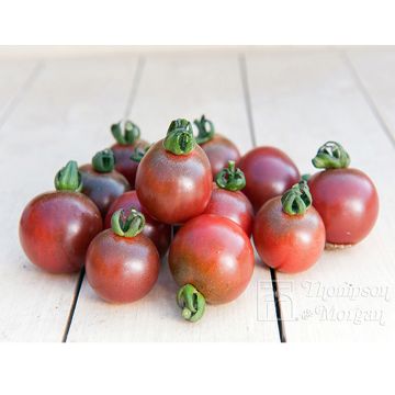 Tomato Rosella
