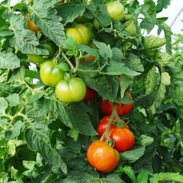 Tomato Faworyt organic seeds