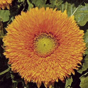 Sunflower Sunflower Orange Sun - Helianthus annuus