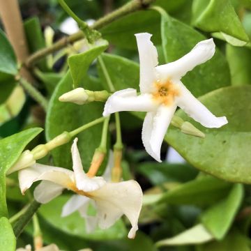 Trachelospermum jasminoides Star of Toscane - Star Jasmine