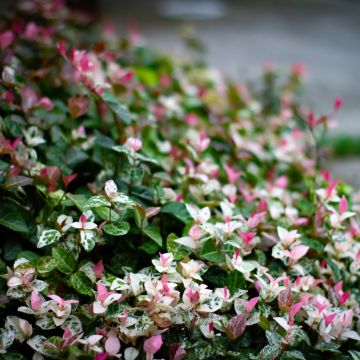 Trachelospermum asiaticum Tricolor - Asian Jasmine