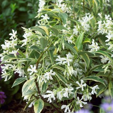 Trachelospermum jasminoides Sun Lover - Star Jasmine