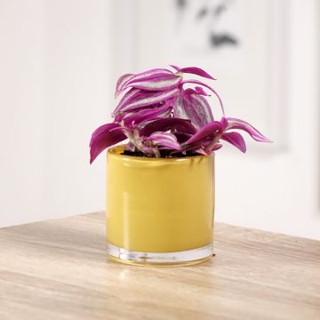 Tradescantia zebrina Pink Paradise - Silver inch plant