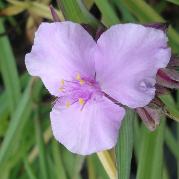 Tradescantia andersoniana Perrines Pink - Spiderwort