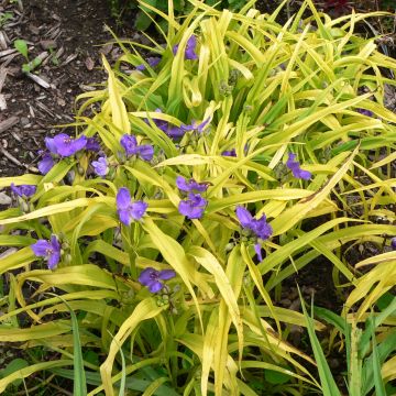 Tradescantia Blue and Gold