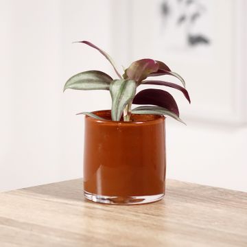 Tradescantia zebrina Pink Joy - Misère rayée
