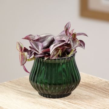 Tradescantia zebrina Purple Joy - Misère rayée