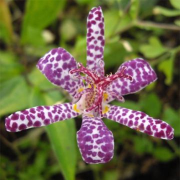 Tricyrtis hirta Imperial Banner - Toad Lily