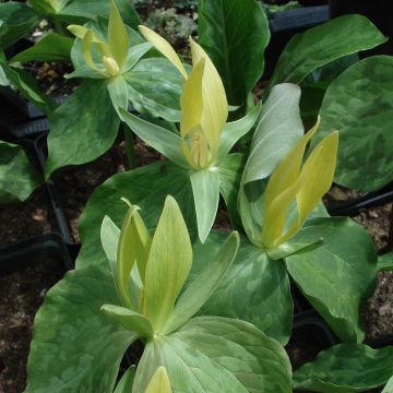 Trillium luteum 