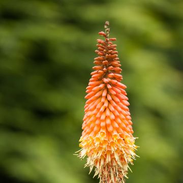 Kniphofia Royal Standard - Red Hot Poker