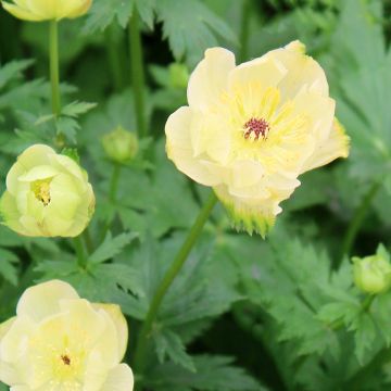 Trollius x cultorum Cheddar