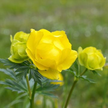 Trolle d'Europe - Trollius europaeus Lemon Supreme