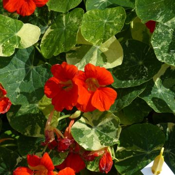 Tropaelum majus Alaska Scarlet Seeds - Dwarf Nasturtium