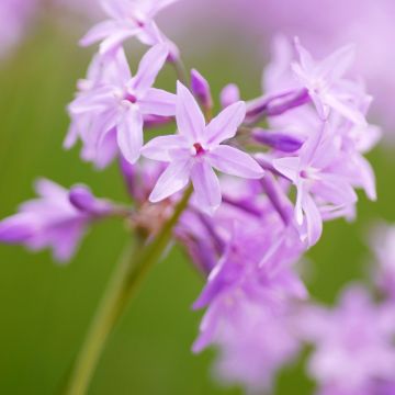 Tulbaghia violacea Dark Star - Society garlic