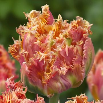 Tulipa crispa 'Esprit'