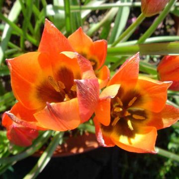 Tulipa hageri x aucheriana 'Little Princess'