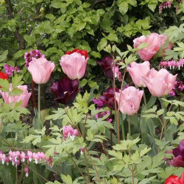 Tulipa 'Beauty Queen'