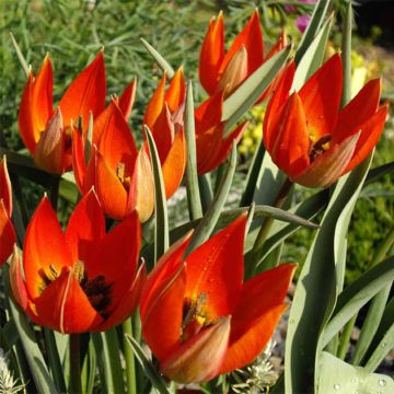 Tulipa whittallii - Botanical Tulip