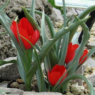 Tulipa wilsoniana - Botanical Tulip