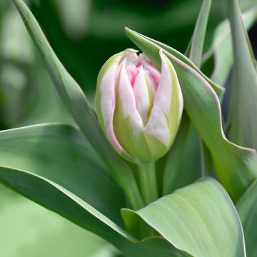 Tulipa Flashpoint- Double Early Tulip