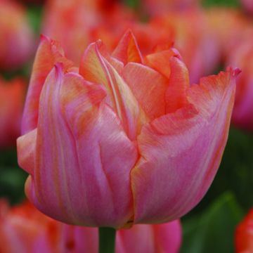 Tulipa 'Jochem'