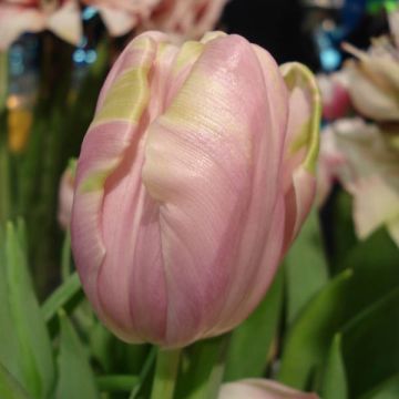Tulipa 'Air'